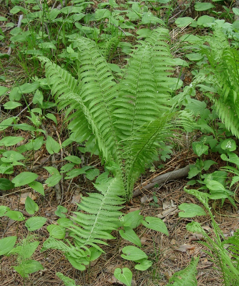 Image of Matteuccia struthiopteris specimen.