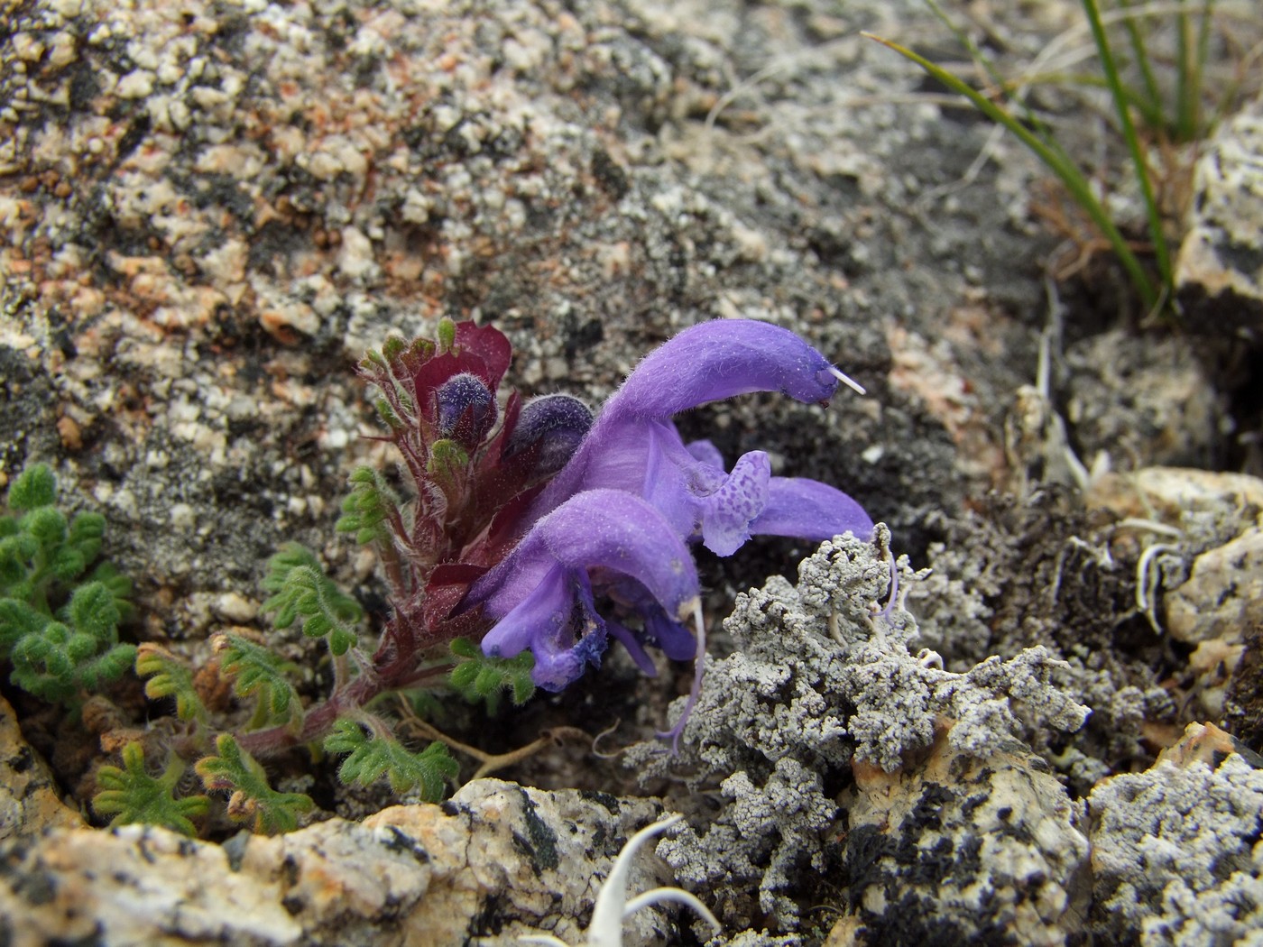 Изображение особи Dracocephalum palmatum.