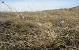 Crocus reticulatus