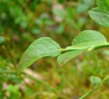 Vaccinium myrtillus