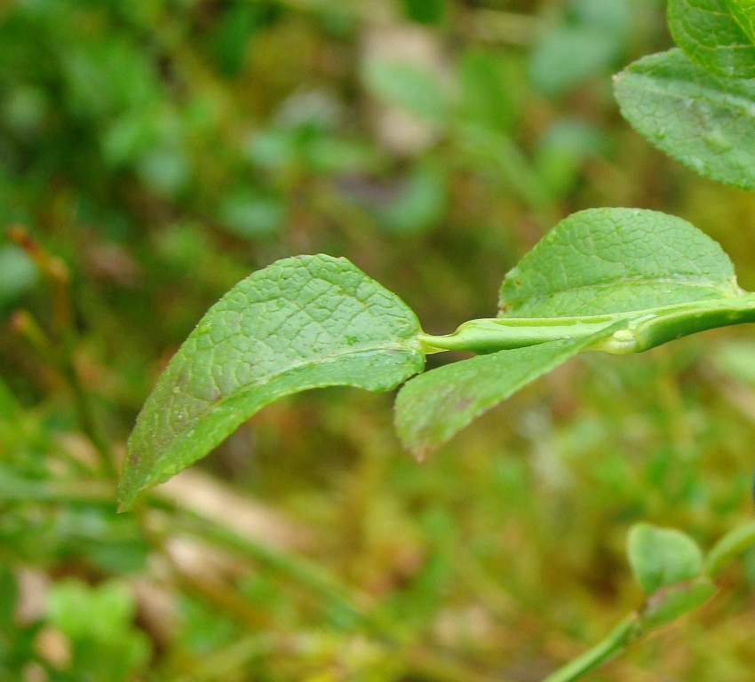 Image of Vaccinium myrtillus specimen.
