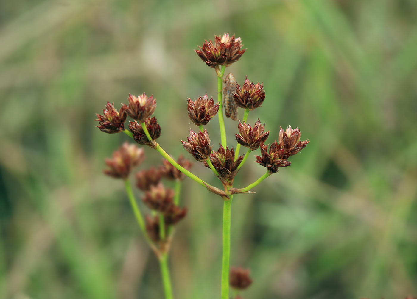 Изображение особи Juncus turczaninowii.