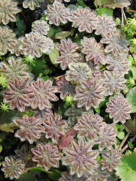 Image of Marchantia polymorpha specimen.