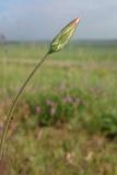 Scorzonera stricta