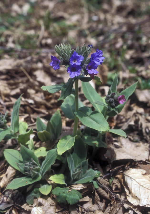 Изображение особи Pulmonaria mollis.