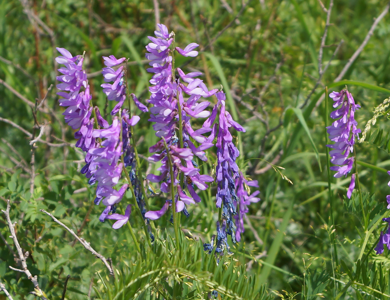 Image of Vicia tenuifolia specimen.