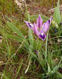 Iris pumila