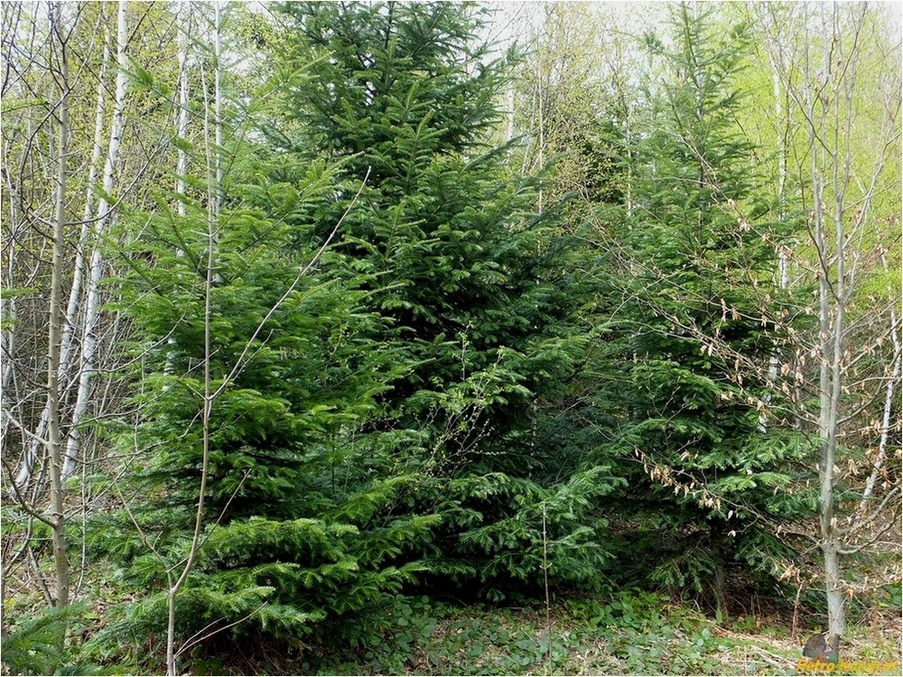 Image of Abies alba specimen.