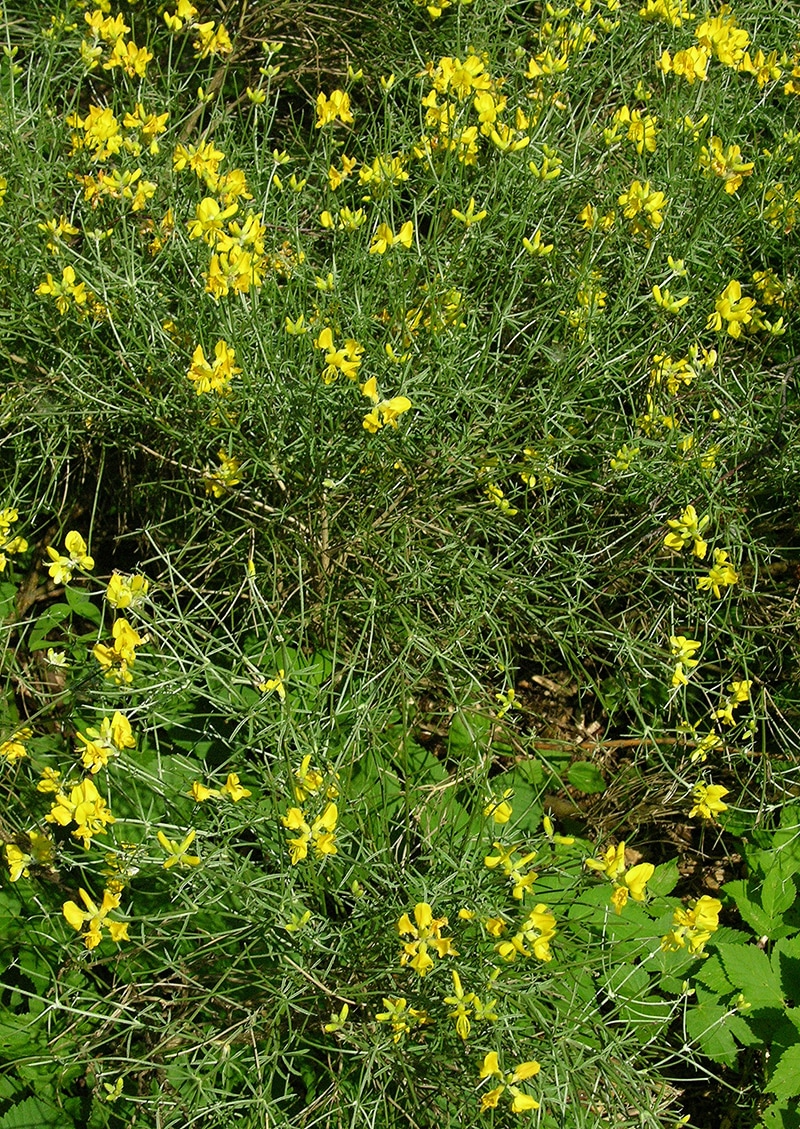 Image of Genista radiata specimen.