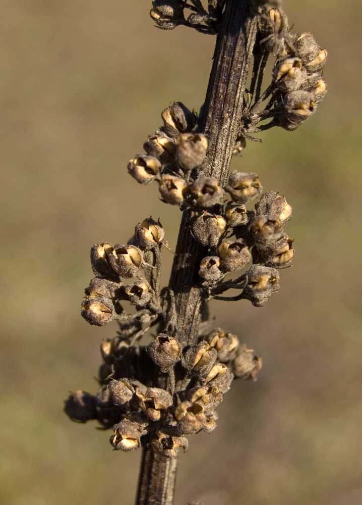 Изображение особи Verbascum nigrum.