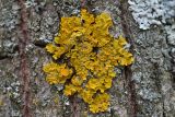 Xanthoria parietina