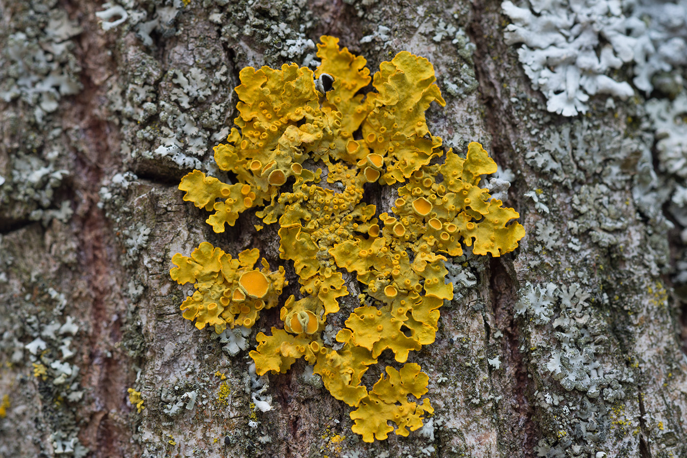 Изображение особи Xanthoria parietina.