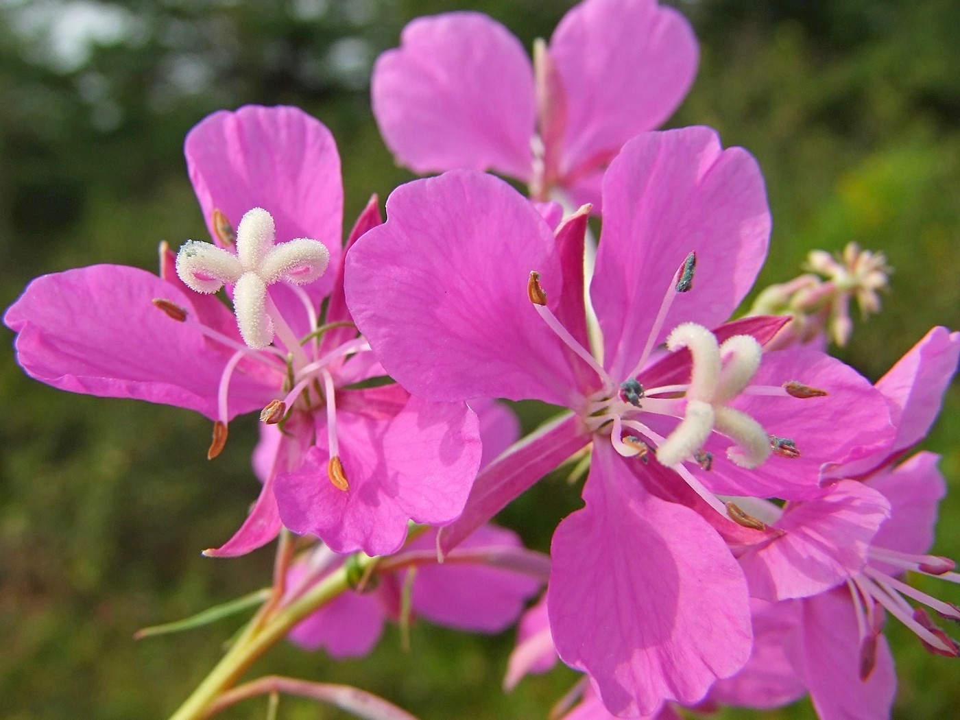 Image of Chamaenerion angustifolium specimen.