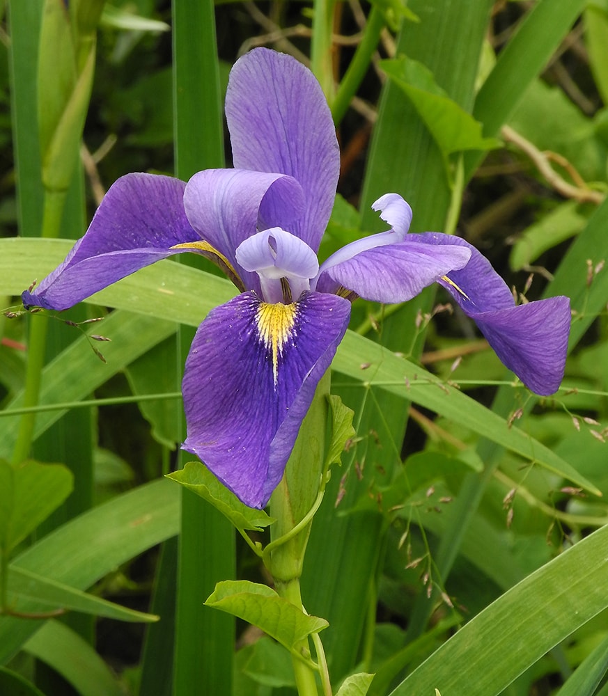 Изображение особи Iris virginica.