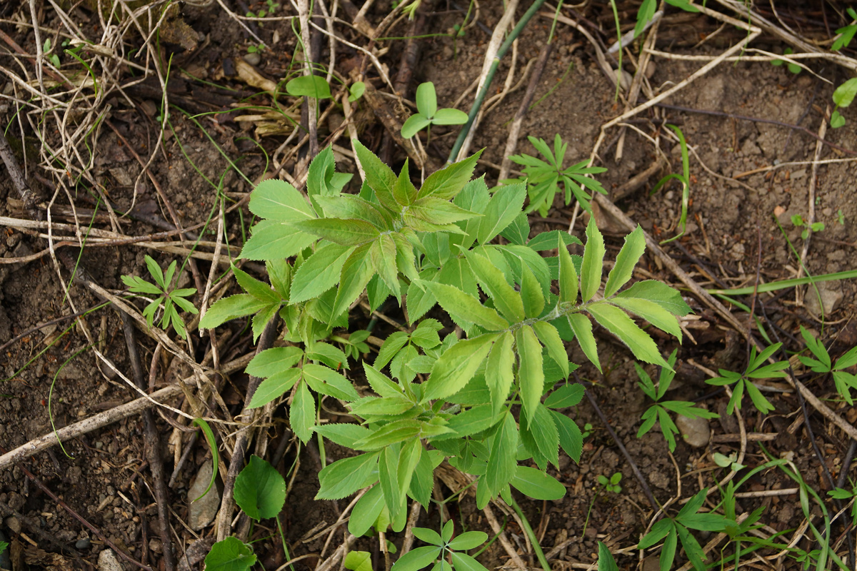 Image of Sambucus sibirica specimen.