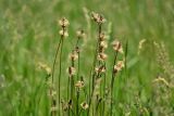 Plantago lanceolata