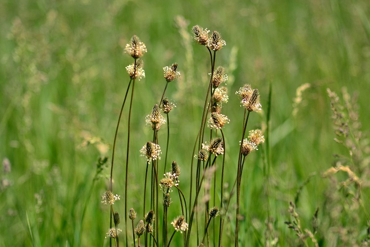 Изображение особи Plantago lanceolata.