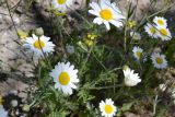 Anthemis ruthenica