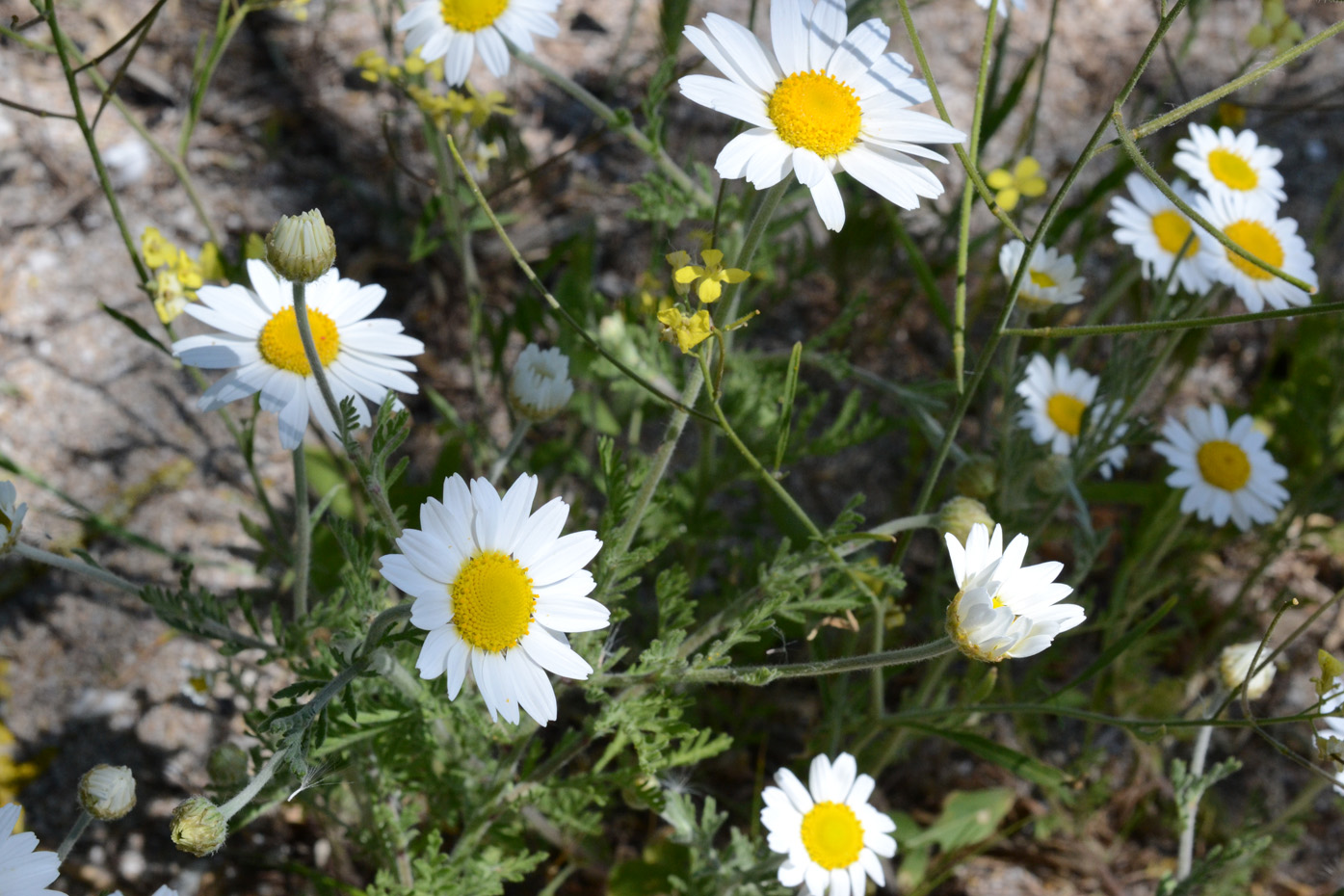 Изображение особи Anthemis ruthenica.