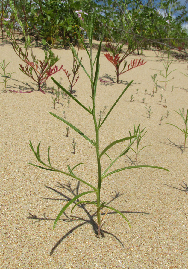 Изображение особи Corispermum nitidum.