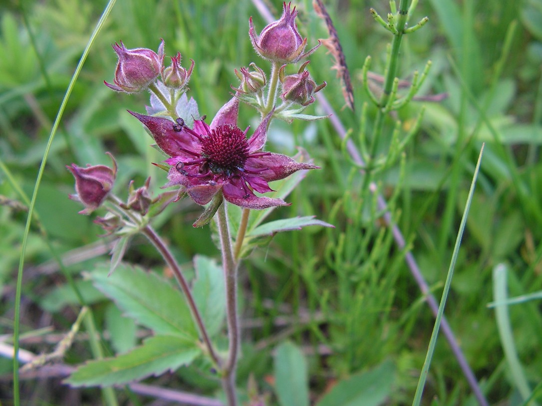 Image of Comarum palustre specimen.