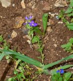 Legousia speculum-veneris