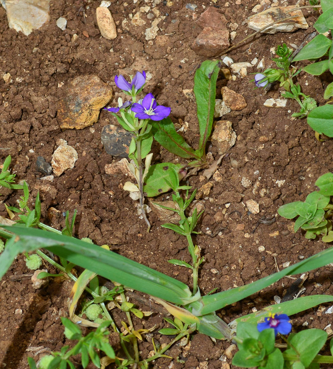 Изображение особи Legousia speculum-veneris.