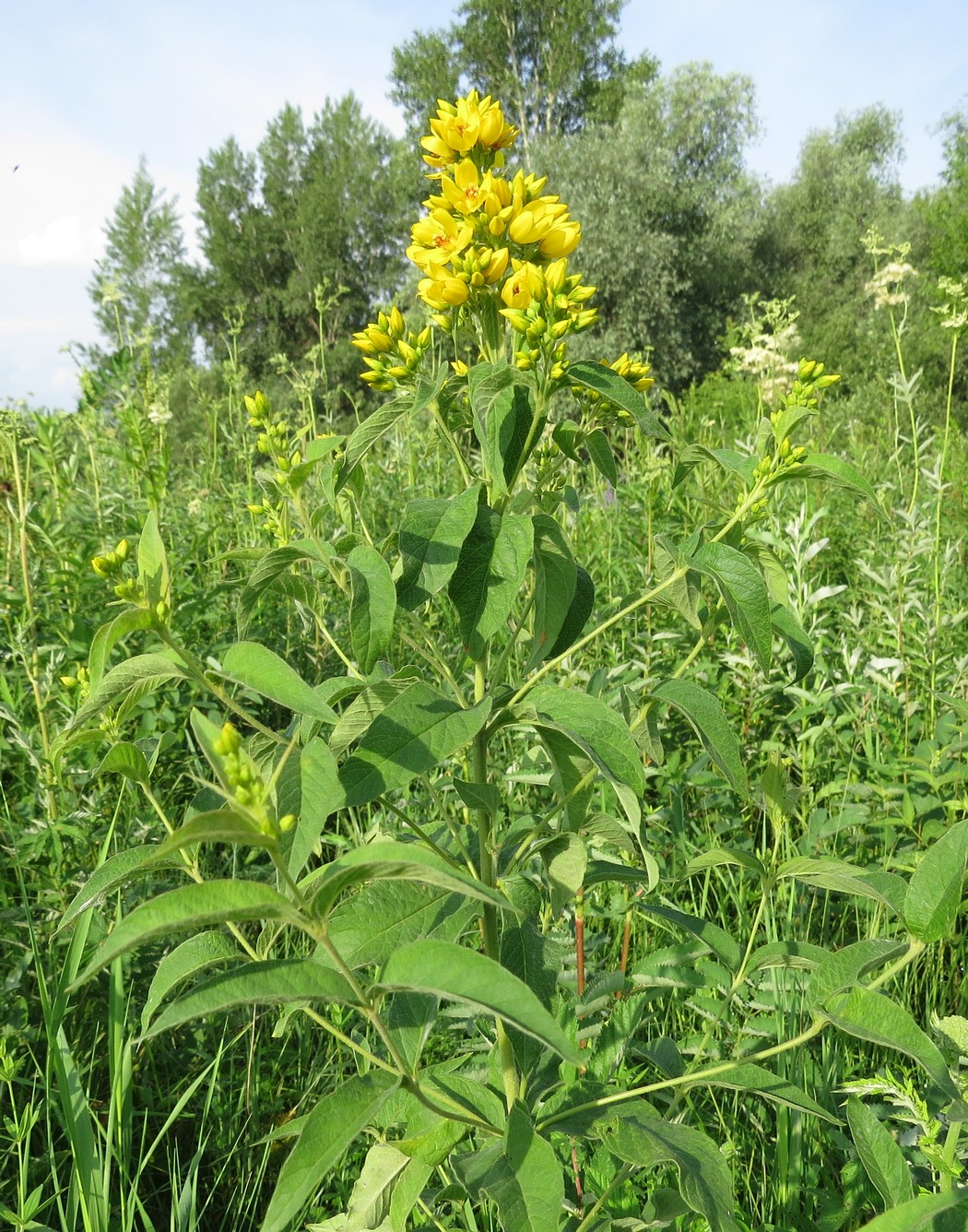 Image of Lysimachia vulgaris specimen.
