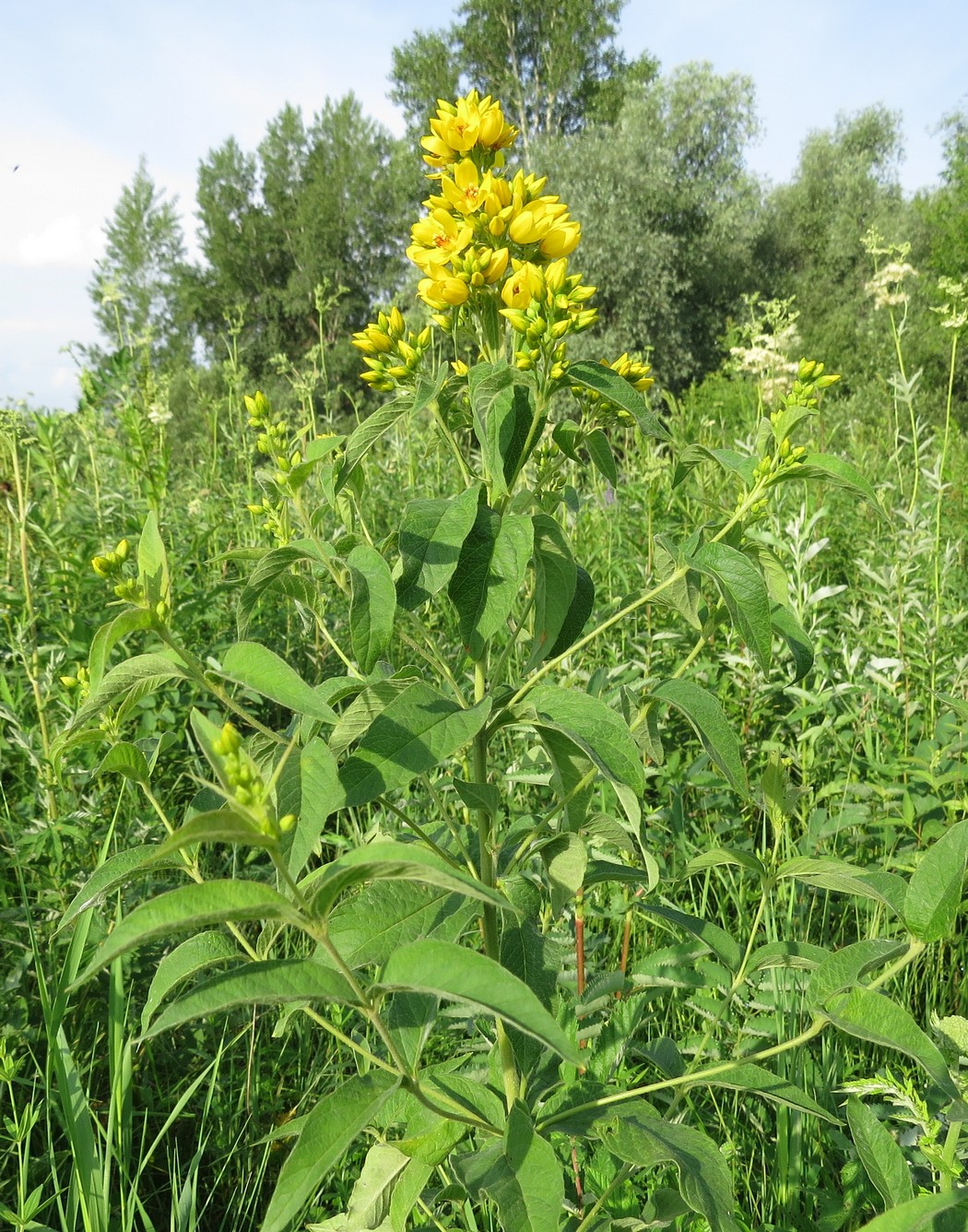 Изображение особи Lysimachia vulgaris.