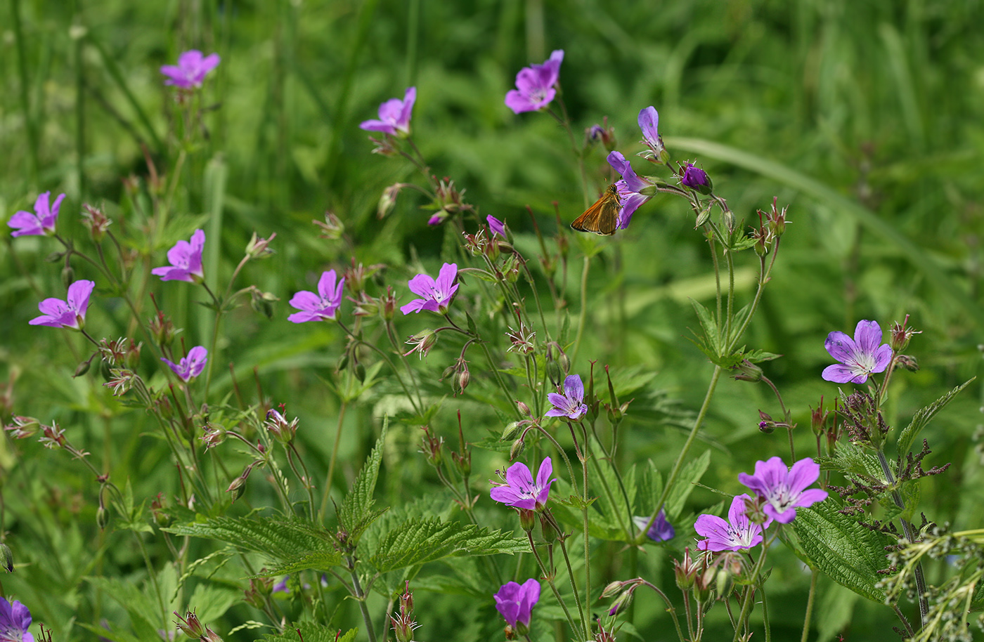 Изображение особи Geranium sylvaticum.