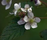 Rubus nessensis. Цветки, листья и созревающий плод. Московская обл., Раменский р-н, окр. ж.-д. платформы Хрипань, просека под ЛЭП. 04.07.2017.