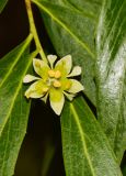 Quillaja brasiliensis