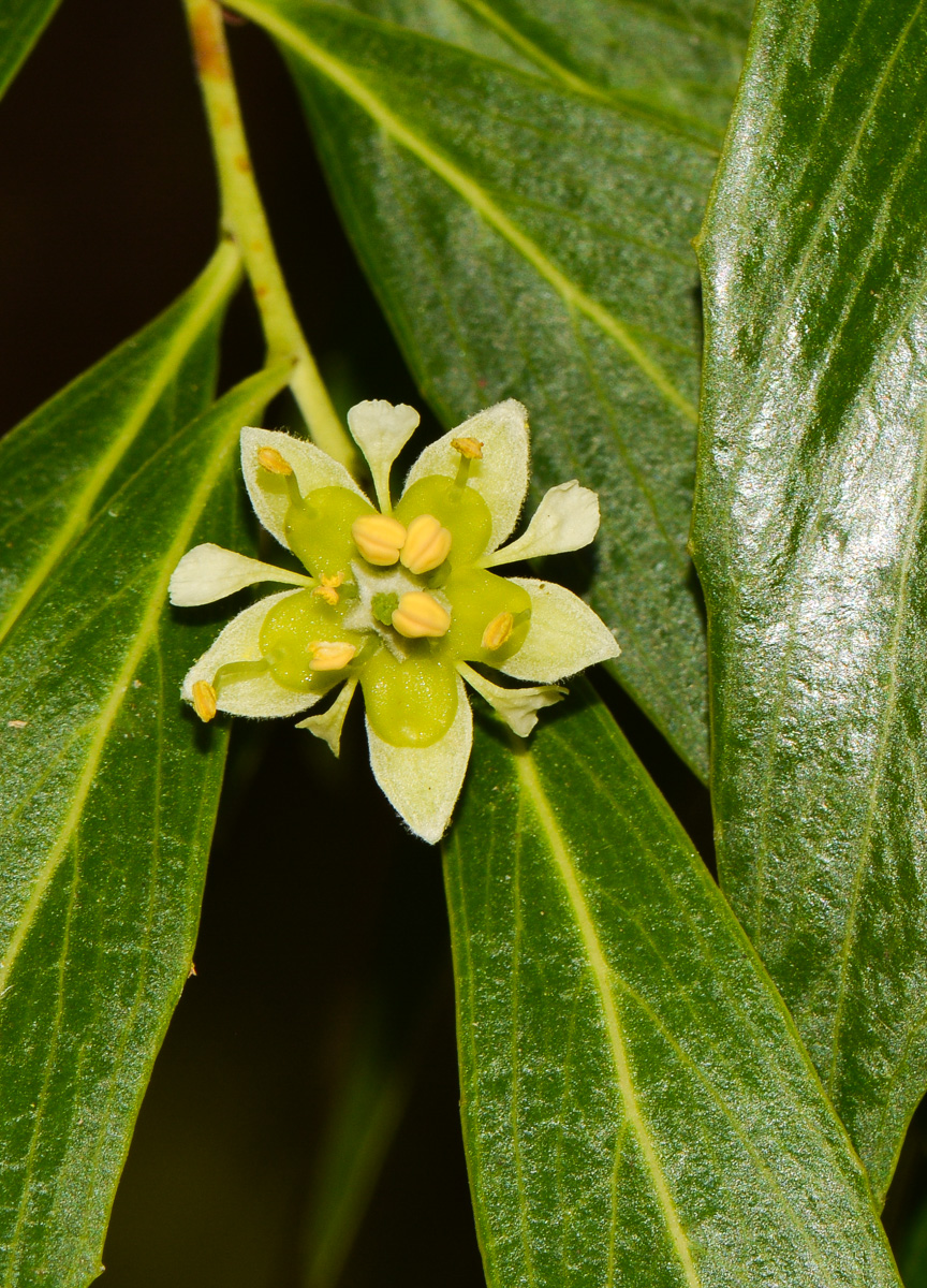 Изображение особи Quillaja brasiliensis.