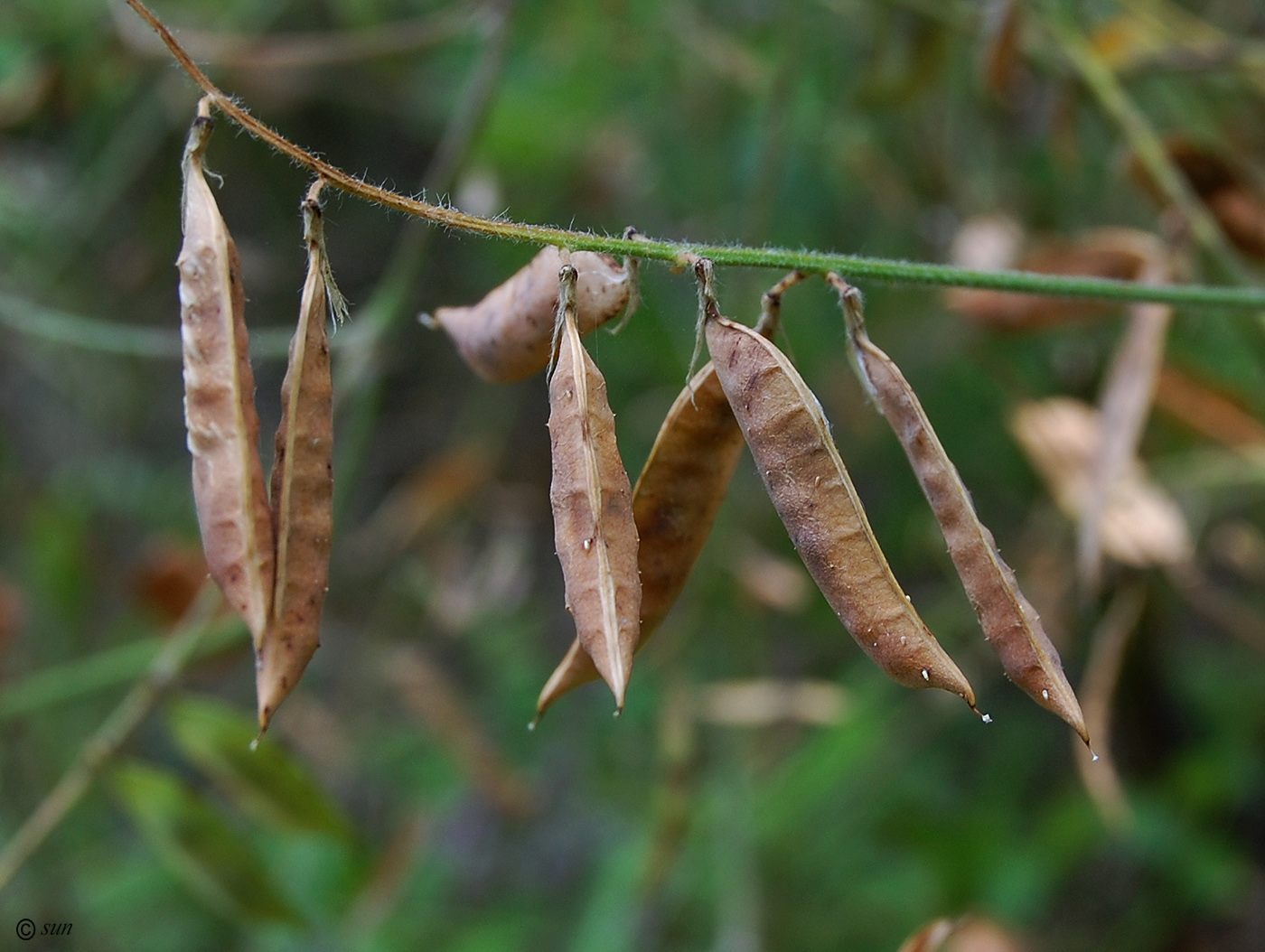 Изображение особи Vicia villosa.