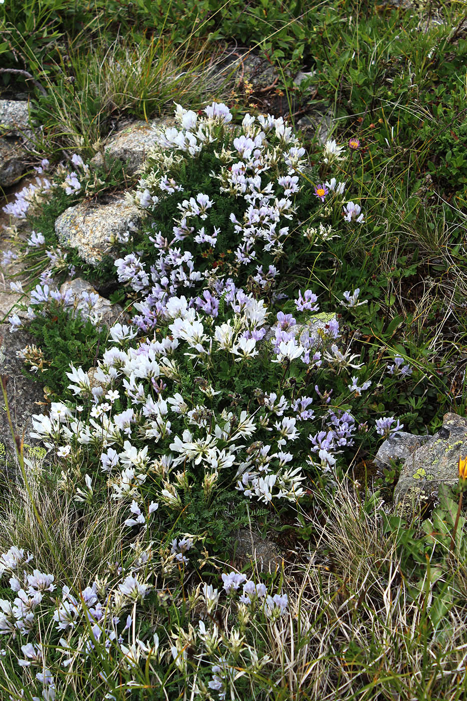 Image of Astragalus levieri specimen.
