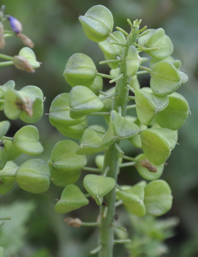 Image of Muscari armeniacum specimen.