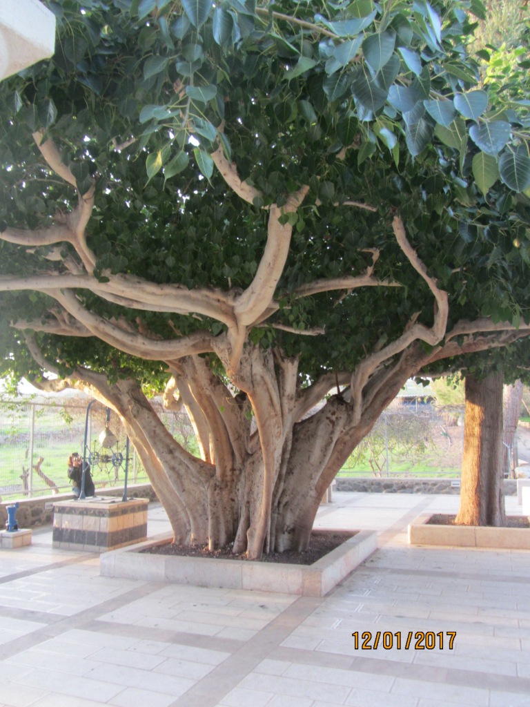 Изображение особи Ficus religiosa.