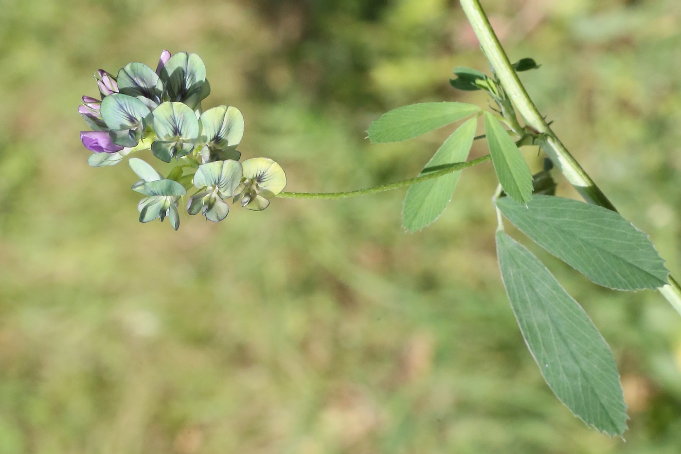 Изображение особи Medicago &times; varia.