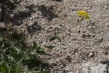 Achillea filipendulina