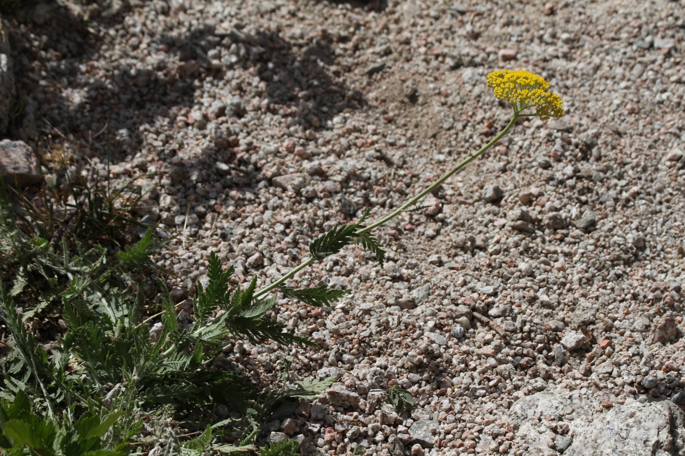 Изображение особи Achillea filipendulina.