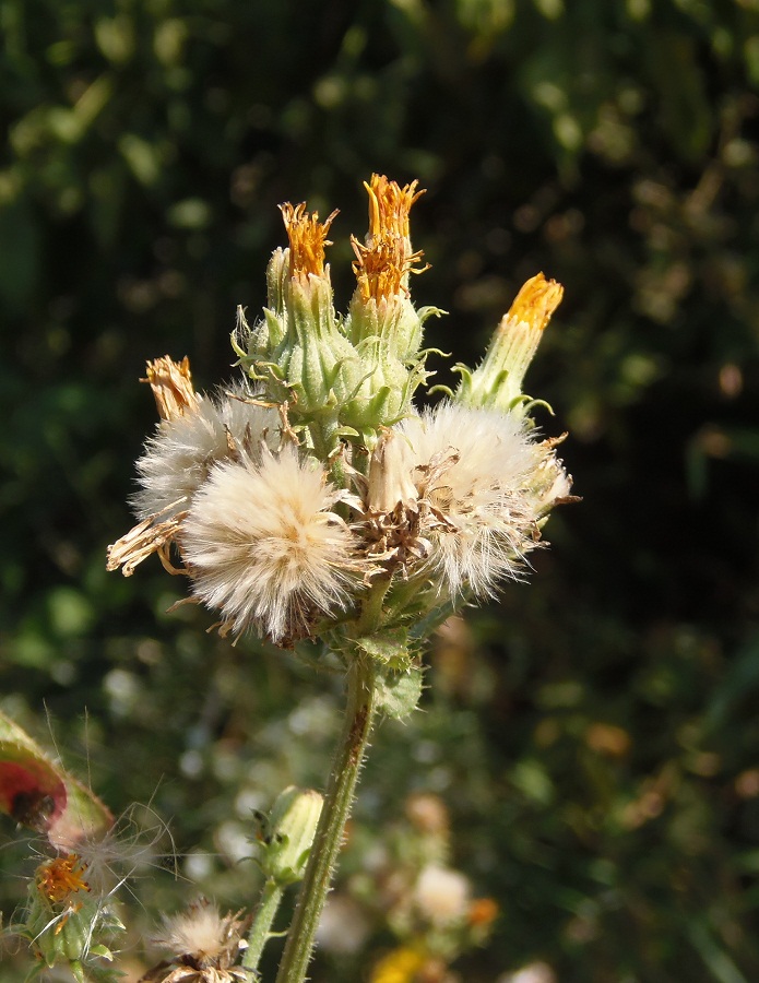 Image of Picris hieracioides specimen.