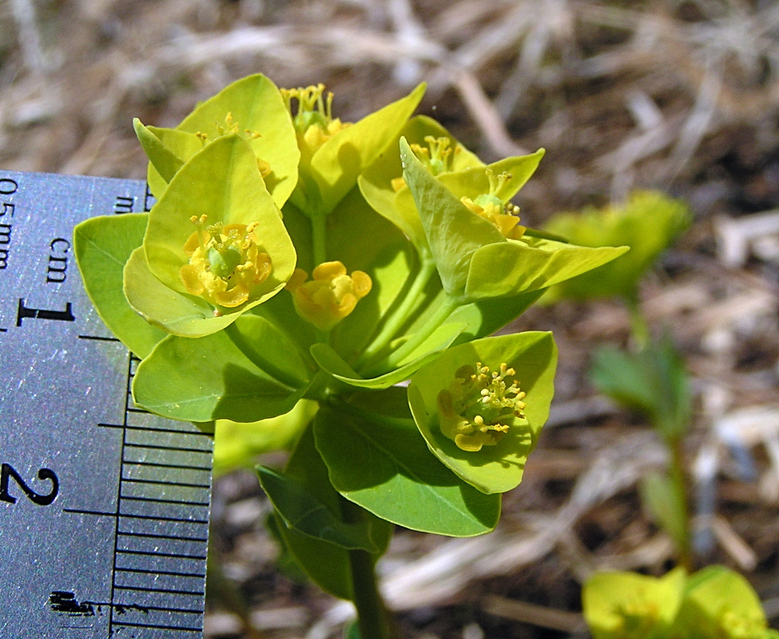 Image of Euphorbia altaica specimen.