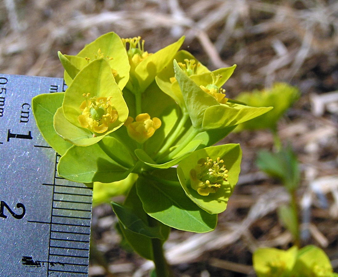 Изображение особи Euphorbia altaica.