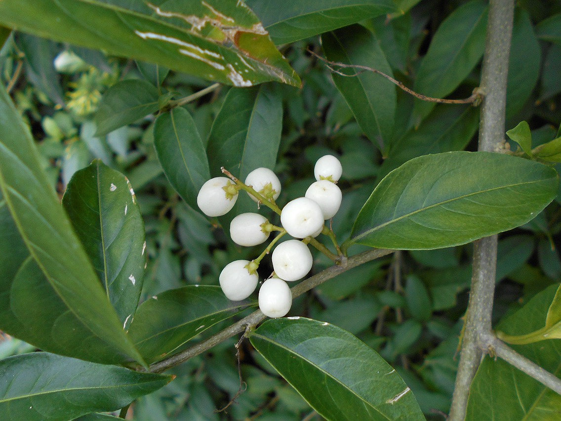 Image of Cestrum nocturnum specimen.