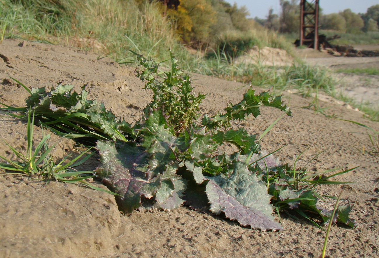 Image of Sonchus asper specimen.