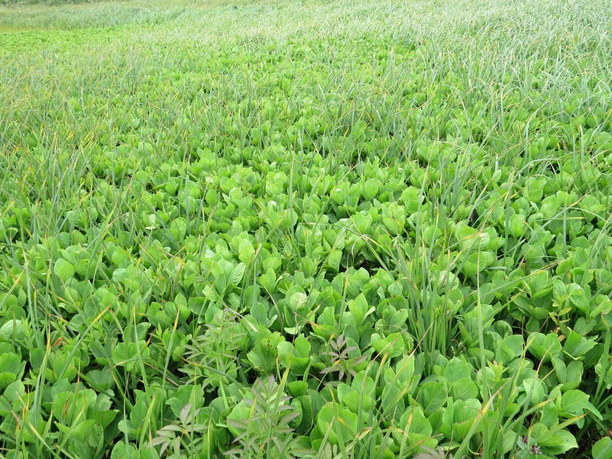 Image of Menyanthes trifoliata specimen.