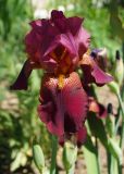 Iris × hybrida