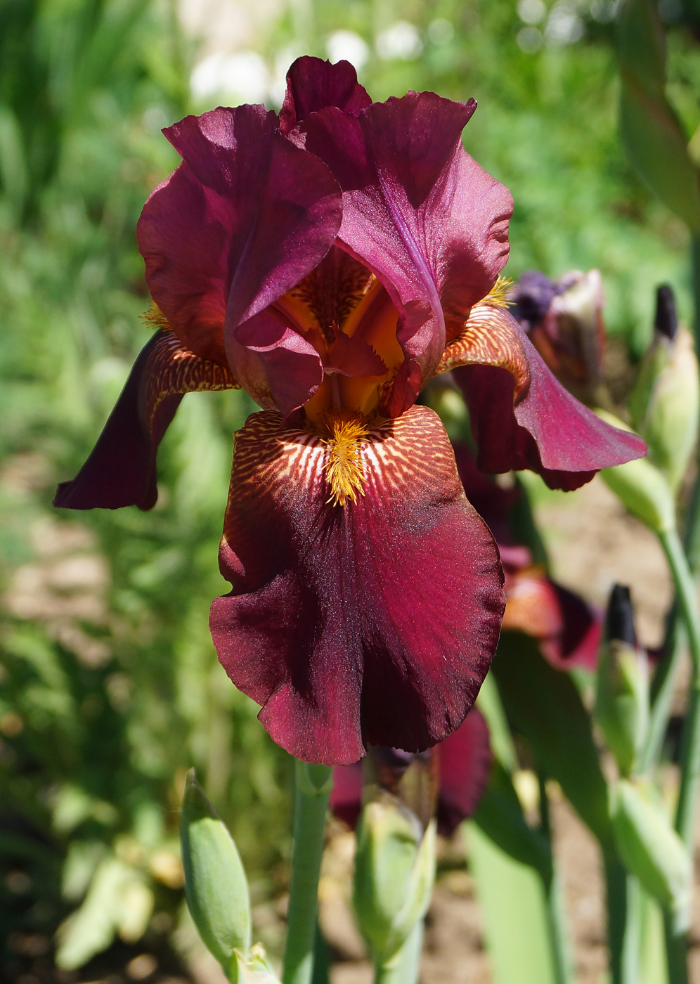 Image of Iris &times; hybrida specimen.