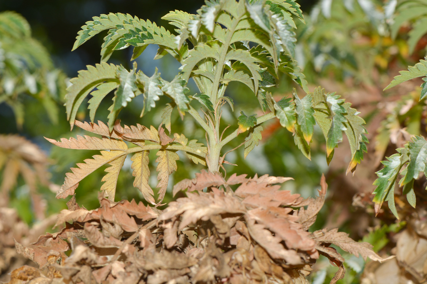 Изображение особи Melianthus comosus.