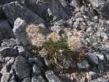Scorzonera meyeri